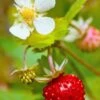 Profumata Musk Strawberry -Zone Trees Store shutterstock 31985767