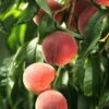 El Dorado Peach - Miniature -Zone Trees Store shutterstock 333793856
