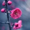 Kanko Bai Flowering Apricot -Zone Trees Store shutterstock 36221416