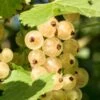 Primus White Currant 1 Primus White Currant -Zone Trees Store shutterstock 400449280