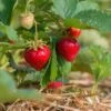 Benton Strawberry -Zone Trees Store shutterstock 430640533