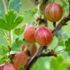 Jahn's Prairie Gooseberry -Zone Trees Store shutterstock 466143932