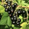 Wellington XXX Black Currant -Zone Trees Store shutterstock 49241371