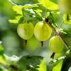 Whitesmith Gooseberry 2 Whitesmith Gooseberry -Zone Trees Store shutterstock 554664052