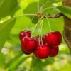 Glacier Cherry -Zone Trees Store shutterstock 559155565