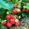 Capron Musk Strawberry -Zone Trees Store shutterstock 56673937