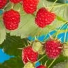 Cascade Delight Raspberry -Zone Trees Store shutterstock 56724127