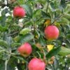 Foxwhelp Cider Apple -Zone Trees Store shutterstock 585414392
