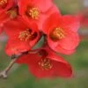 Super Fusion Flowering Quince -Zone Trees Store shutterstock 599712029