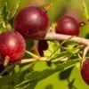 Hinnomaki Red Gooseberry 1 Hinnomaki Red Gooseberry -Zone Trees Store shutterstock 619589141 1