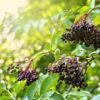 Haschberg Elderberry -Zone Trees Store shutterstock 650694826