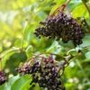 Sampo Elderberry -Zone Trees Store shutterstock 650694832 1