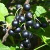 Kirovchanka Black Currant -Zone Trees Store shutterstock 652922467