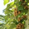 Exbury Fuzzy Kiwi -Zone Trees Store shutterstock 67445551 1