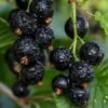 Ben Sarek Black Currant -Zone Trees Store shutterstock 688798615