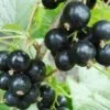 Hilltop Baldwin Black Currant -Zone Trees Store shutterstock 692408818