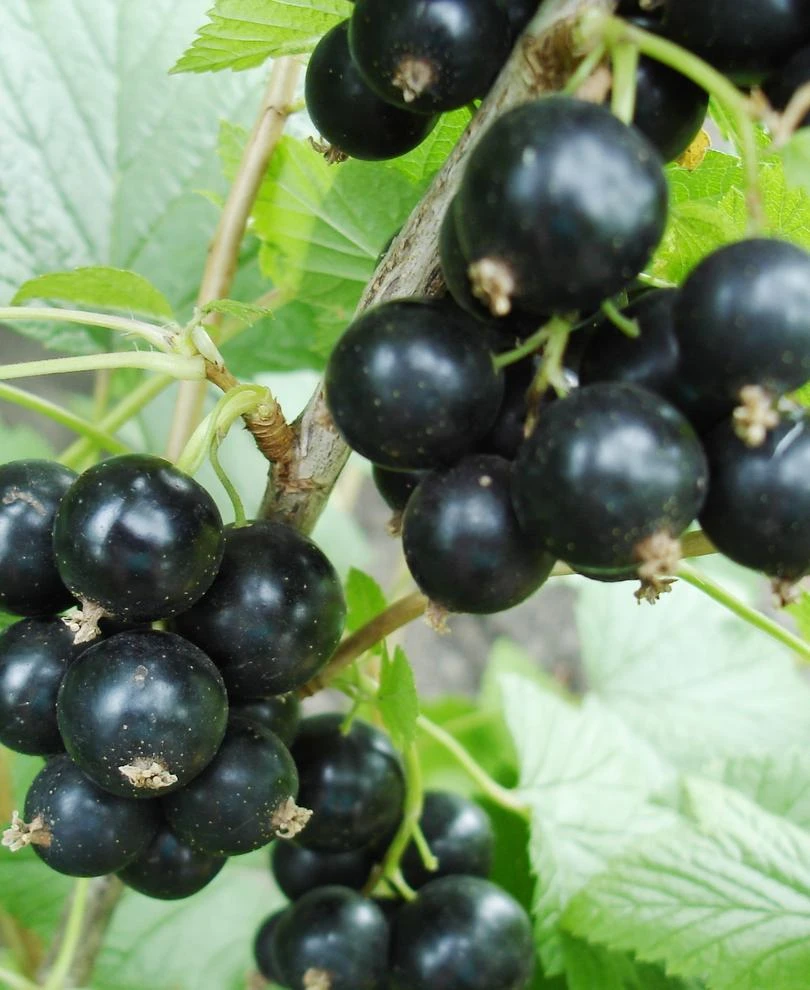 Hilltop Baldwin Black Currant 3 Hilltop Baldwin Black Currant