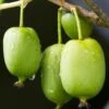 Issai Hardy Kiwi -Zone Trees Store shutterstock 705601192