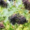 Korsor Elderberry -Zone Trees Store shutterstock 722683237 1