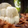 Lion's Mane Mushroom 100 Dowels 2 Lion's Mane Mushroom 100 Dowels -Zone Trees Store shutterstock 742473607
