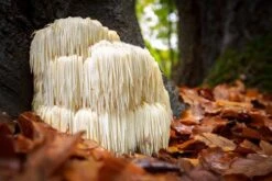 Lion's Mane Mushroom 100 Dowels