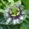 Black Knight Passiflora -Zone Trees Store shutterstock 744206440