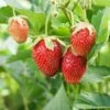 Eversweet Strawberry Bundle (3 Packs) -Zone Trees Store shutterstock 79541821 1d8a6bb2 21ef 4e8d 9f7f 3f2f779f59e6
