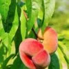 Saturn Peach -Zone Trees Store shutterstock 81081247