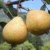 Hendre Huffcapp European Perry Pear 1 Hendre Huffcapp European Perry Pear -Zone Trees Store shutterstock image 17