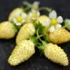 Yellow Alpine Strawberry 2 Yellow Alpine Strawberry -Zone Trees Store shutterstock image 1 1 1