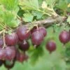 Jeanne Gooseberry 1 Jeanne Gooseberry -Zone Trees Store shutterstock image 2