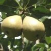 Barnett European Perry Pear -Zone Trees Store shutterstock image 7