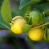Lemon Guava 1 Lemon Guava -Zone Trees Store shutterstock image 81 1