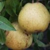White Doyenne European Pear 1 White Doyenne European Pear -Zone Trees Store shutterstock image 8 1