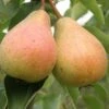 Stuttgarter Geishirtle European Pear -Zone Trees Store shutterstock image 9 1