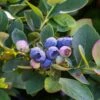 Bushel And Berry® Silver Dollar® Blueberry -Zone Trees Store sildol