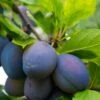 Combo European Plum Tree (5 Varieties) 2 Combo European Plum Tree (5 Varieties) -Zone Trees Store stanley plum 2 4f06ff11 b592 49c3 b51f abdeb058e617