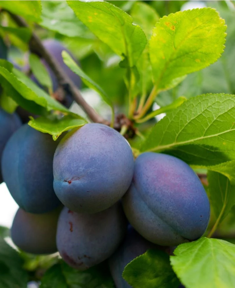 Combo European Plum Tree (3 Varieties) 3 Combo European Plum Tree (3 Varieties)