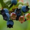 Alpha Star Blueberry -Zone Trees Store star