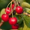 Stella Cherry 2 Stella Cherry -Zone Trees Store stella cherry