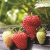 Albion Strawberry -Zone Trees Store strawberries e401 albion 1