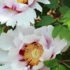 Paeonia Suffruticosa Peony -Zone Trees Store suffruticosa