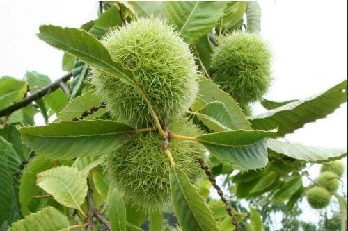 Zone Trees Store -Zone Trees Store szego