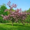 Thundercloud Flowering Plum -Zone Trees Store thundercloud flowering plum 1