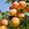 Tomcot Apricot 2 Tomcot Apricot -Zone Trees Store tomcot apricot