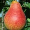 Combo European Pear Tree (5 Varieties) -Zone Trees Store ubileen pear c0a0a025 0c48 42ed 8a1a 9a0bbf024063