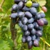 Venus Seedless Grape -Zone Trees Store venus grape 1