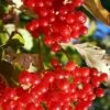 Ukraine Highbush Cranberry -Zone Trees Store viburnum opulus 1