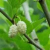 Beautiful Day Mulberry 1 Beautiful Day Mulberry -Zone Trees Store white mulberry 1