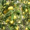 Yellow Fruited Cornus Mas 1 Yellow Fruited Cornus Mas -Zone Trees Store yellow fruited cornus mas lots of fruit 1